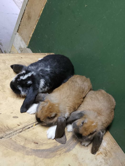 Króliki Baran Francuski samice i samce