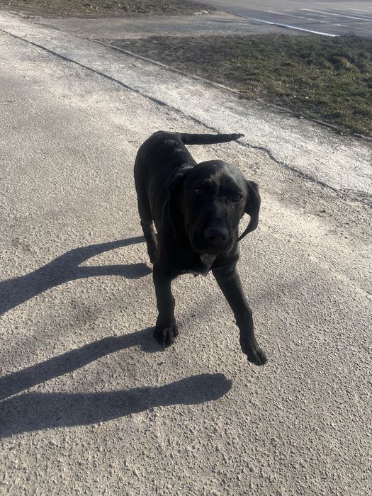 Лабрадор цуценя шукає своіх господарів