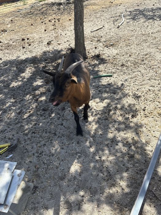 cabras e bodes anãs