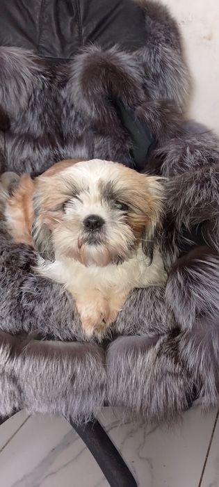 Ши - тцу дівчинка