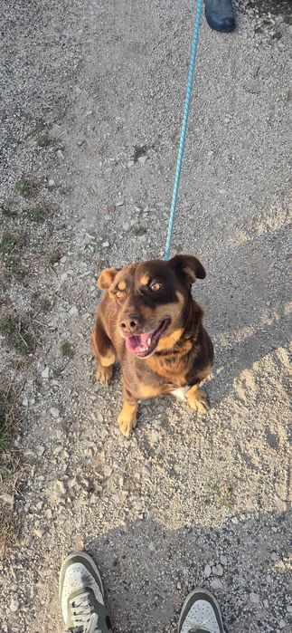 Dou cão meigo e brincalhão a precisar de uma nova casa