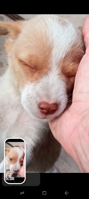 Цуцики 1,5 міс будуть невеличкими