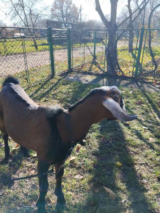 Продам Нубійця або обміняю на кізочку Нубійку