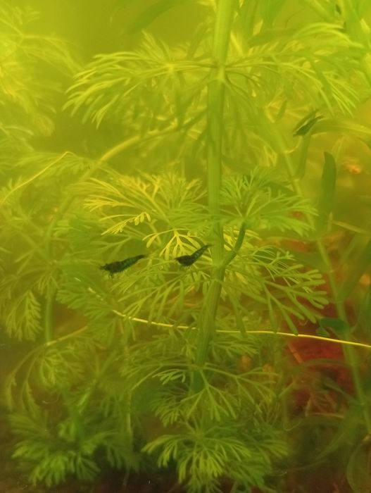 Krewetki neocaridina