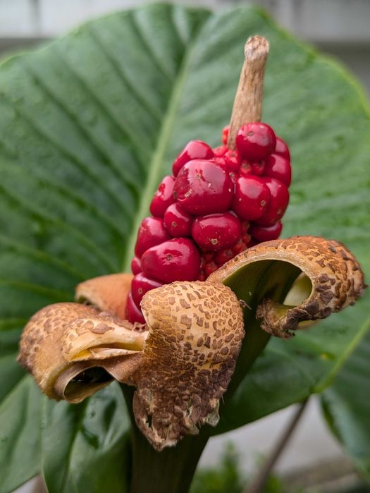 Alocasia gigante