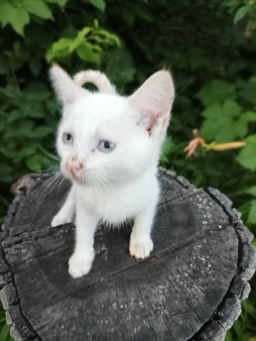 Віддам кішечок та кошенят  у добрі руки