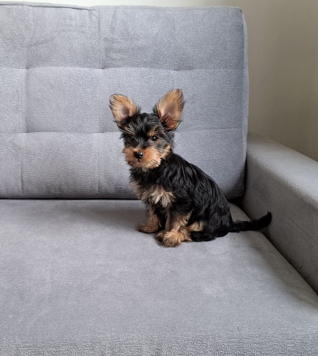York  Yorkshire  terrier  piesek