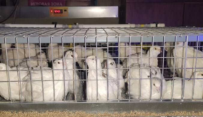 Суточные перепела,молодняк.