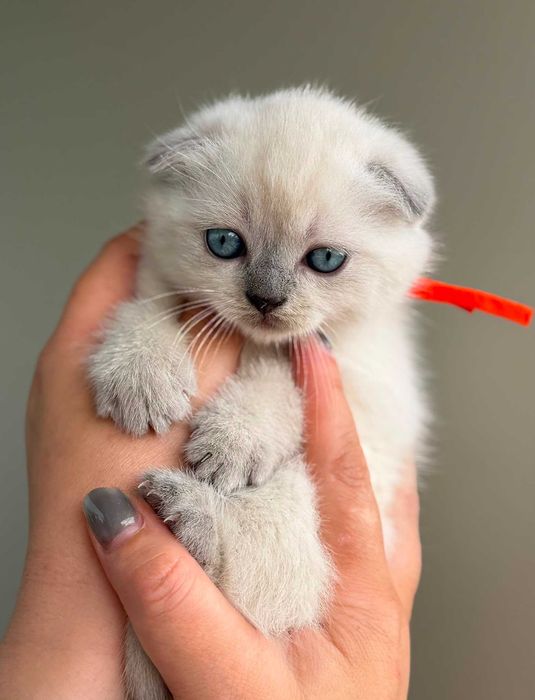 Gatinha Scottish Fold de cor Seal-Point