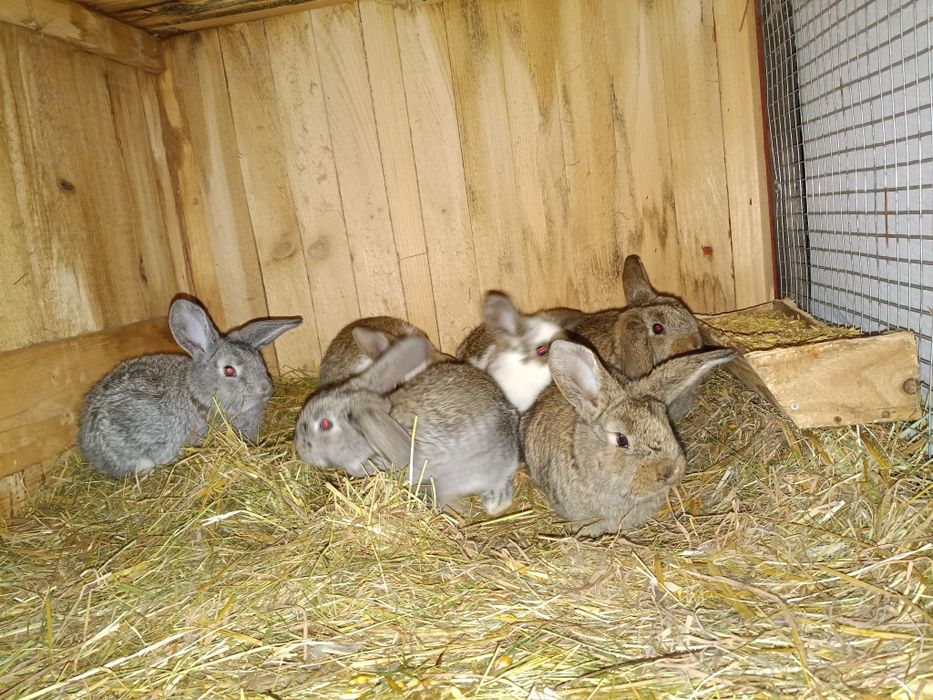 Sprzedam króliki