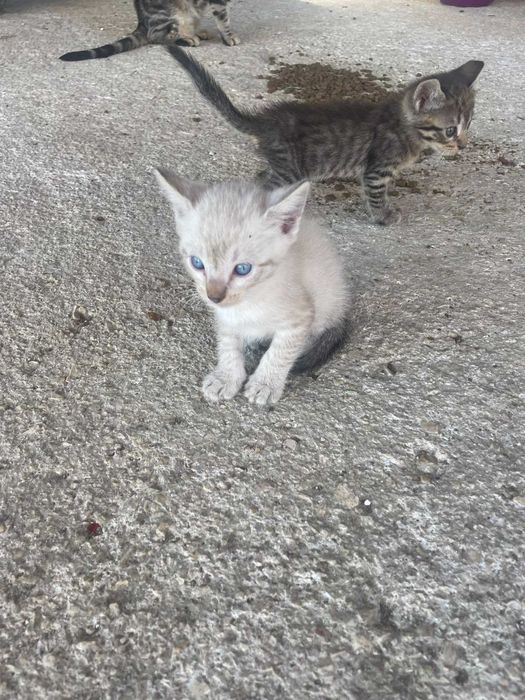 Gatinhos para adoção