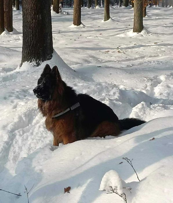 Owczarek Niemiecki Szczenię
