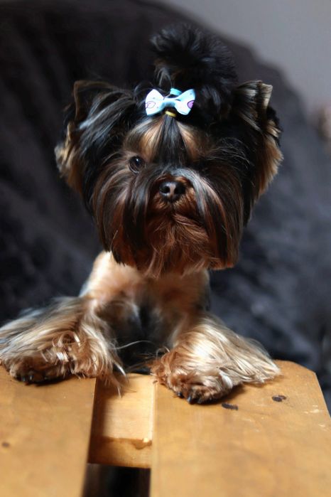 Вязка Йорк мальчик ищет девочку