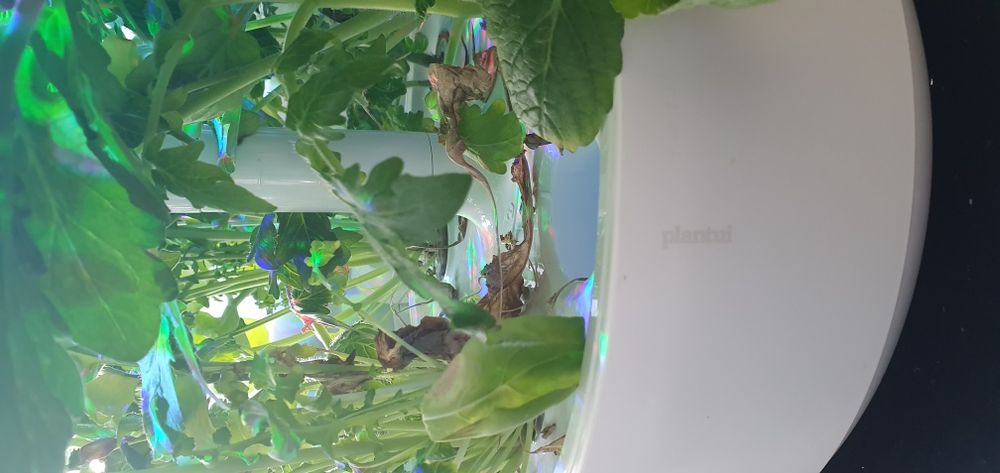 Horta em Casa - Plantui Jardim
