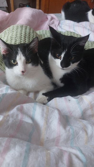 Кошеня, киця, киця підліток, кішечка, добра кішечка молода