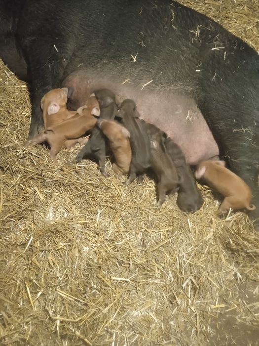 Поросята дюрок.  Селекція Dan Bred. Приймаю замовлення на весну.