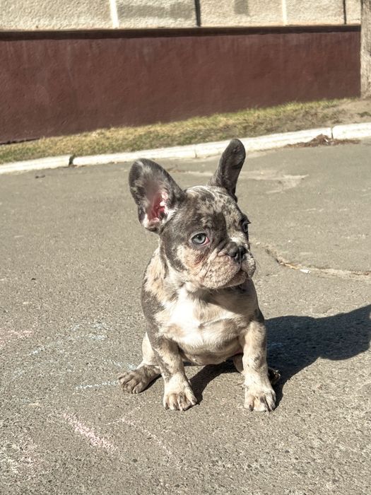 Солодка француженка