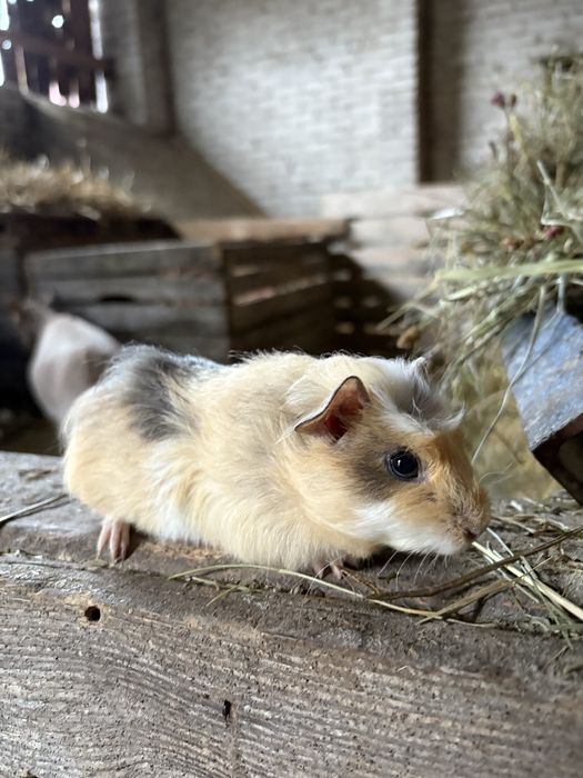 świnka morska samiczka