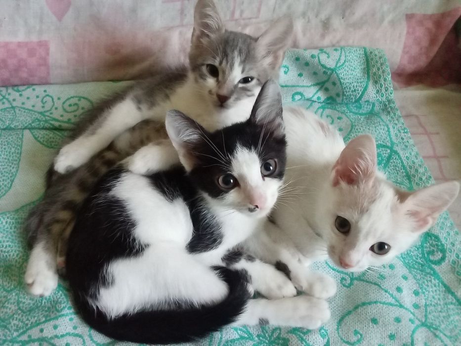 Кошенята у добрі руки. Кошеня. Кіт.