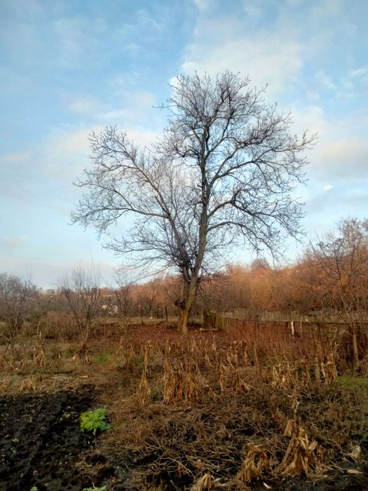 Отдам горіх безкоштовно