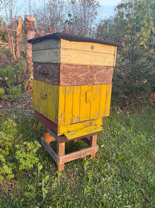 Ule drewniane korpusowe Dadanta