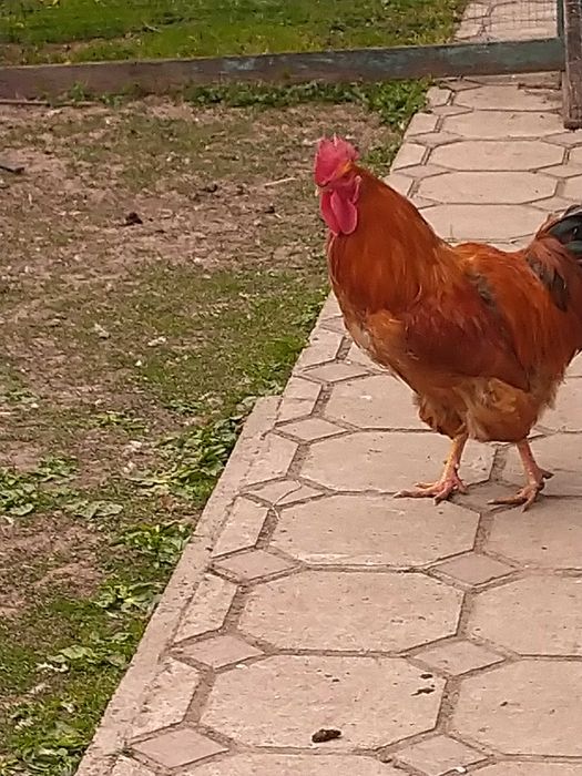 Продам півня, когута.