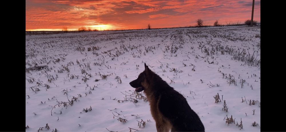 Кобель для в’язки Німецької вівчарки.