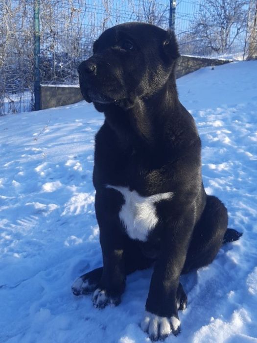 Цуценята САВ, дата народження 20.10.25