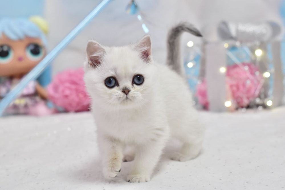 Серебристая шиншилла поинт, британская корооткошерстная