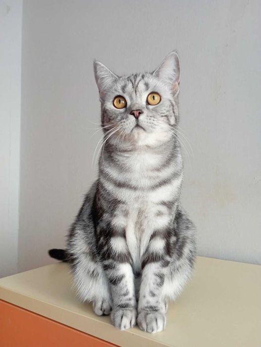 Шотланський кіт прямовухий документами клуба родовід карткаWCF