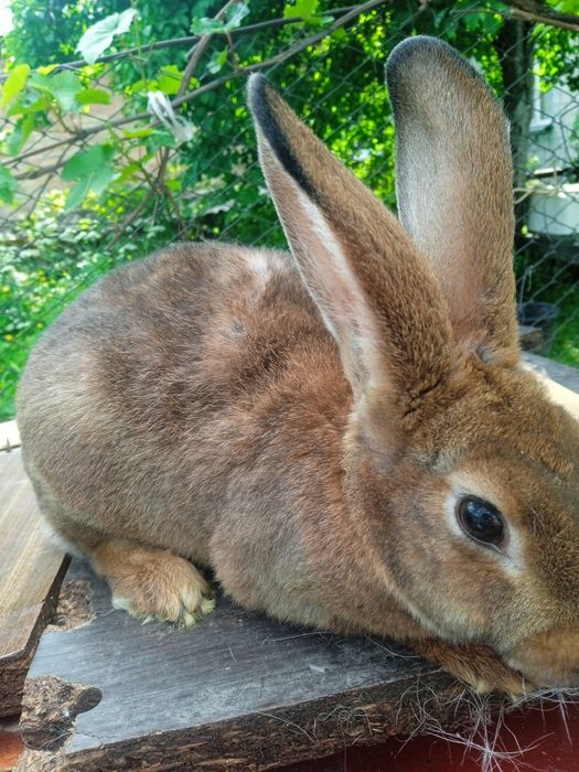 Кролики самец рекс кастор