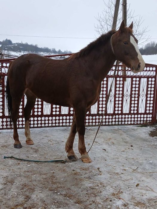 Продається кобила!