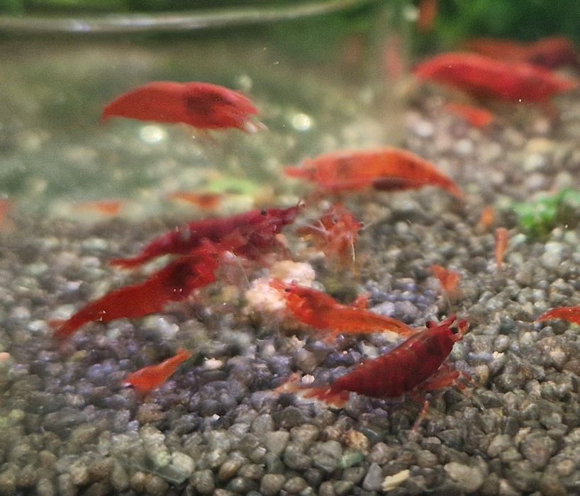 Krewetki Neocaridina Bloody Mary