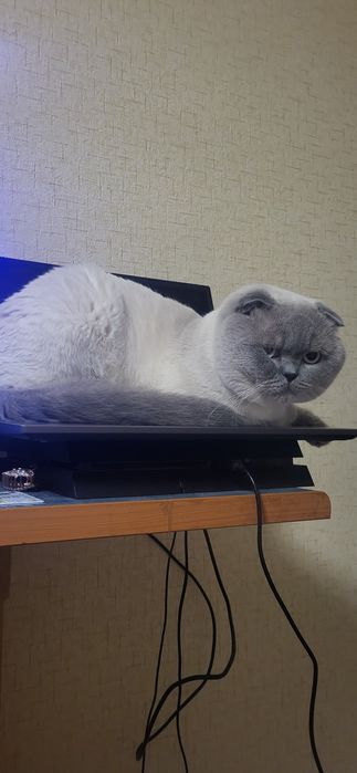 Вязка шотландский кот