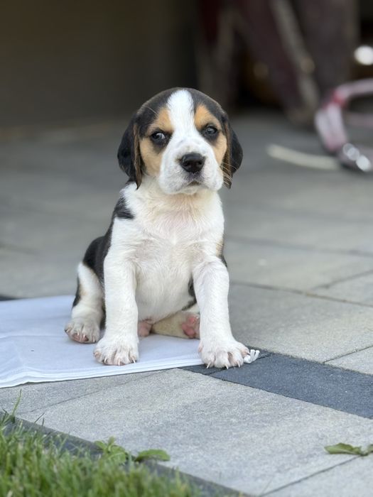 Szczeniaki Beagle