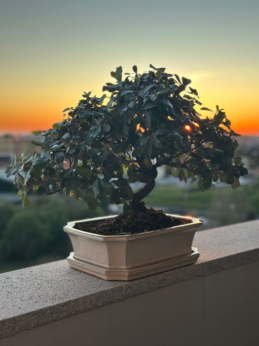 Bonsai Eleagnus Umbelatum, 24 anos do Japão