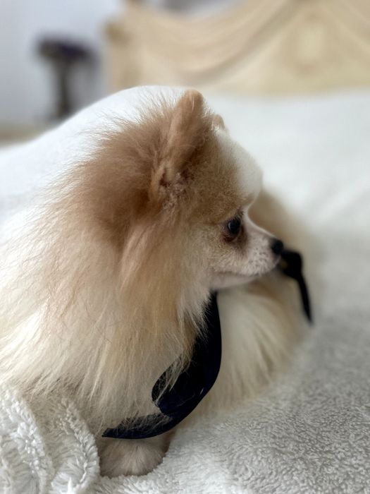 Померанські шпіци — Гарантовано закохаєтесь з першого погляду