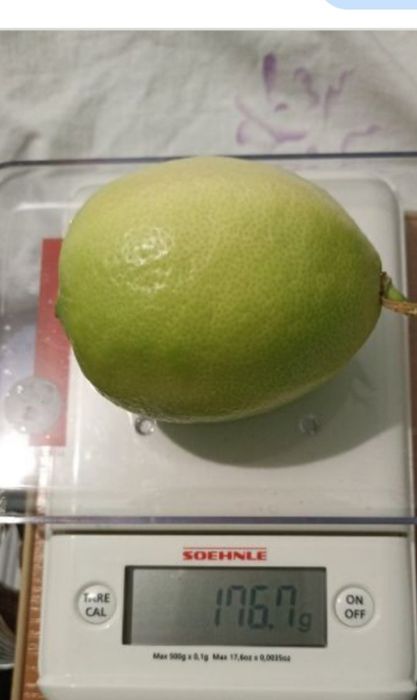 Лимони Павлівський і Таджицький