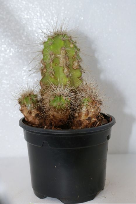 Vendo monstera e outras plantas