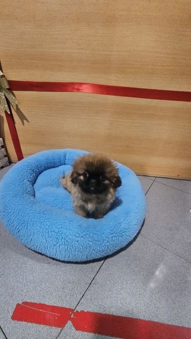 Pequinês fêmea pura