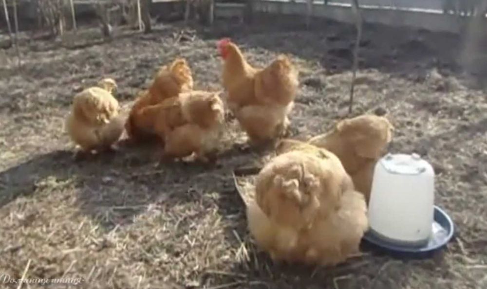 Продам кур породы Кохинхин палевый