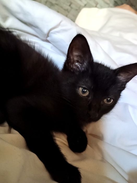 В добрі руки гарну дівчинку