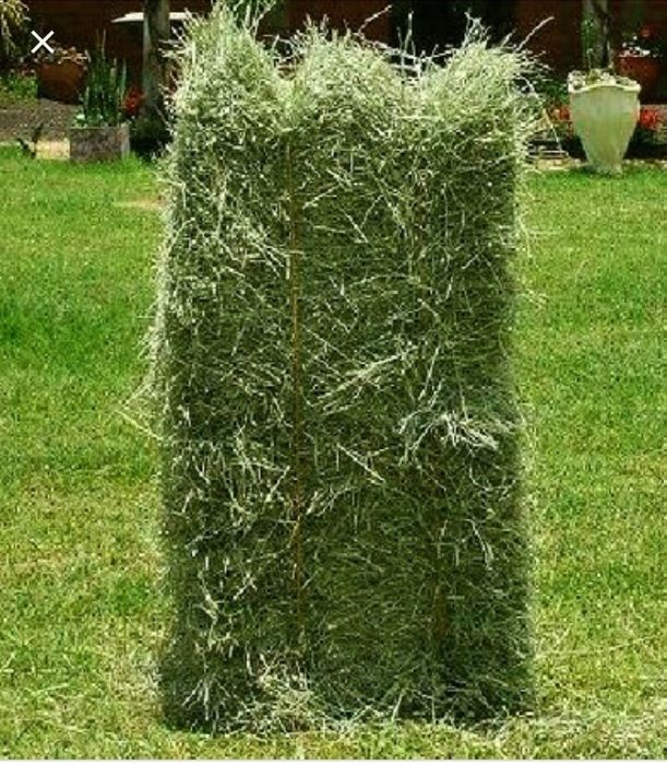 Fardos de azevem e feno espontâneo