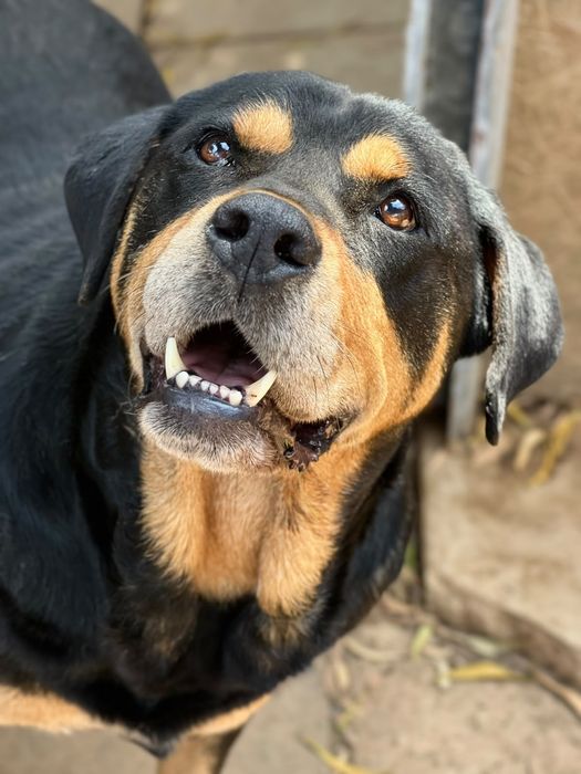 Rottie Chouriço, para adoção