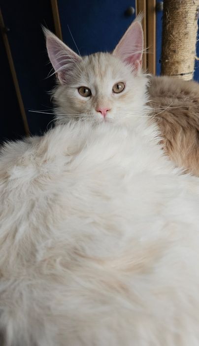 Котик проды Мейн-кун