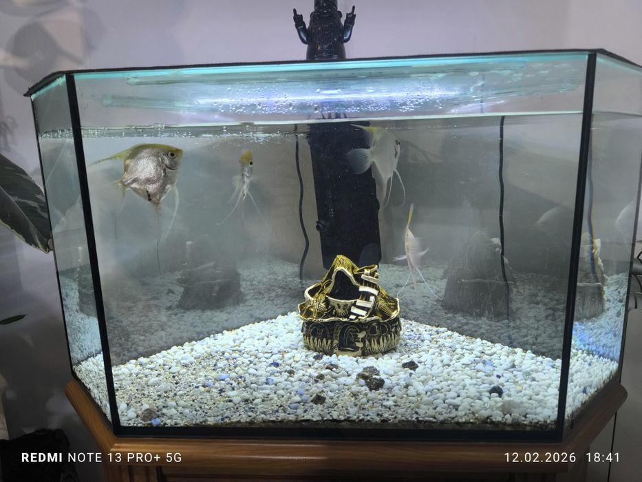 Akwarium rogowe 100l. Stan bardzo dobry