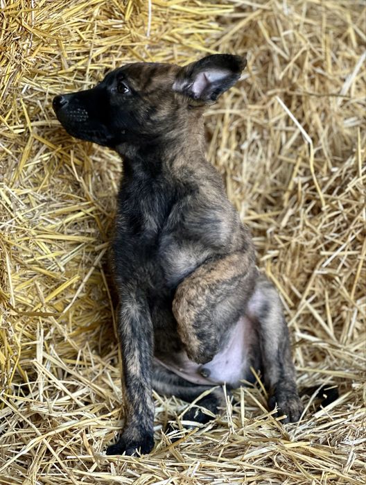 Пацан! Голландская овчарка!