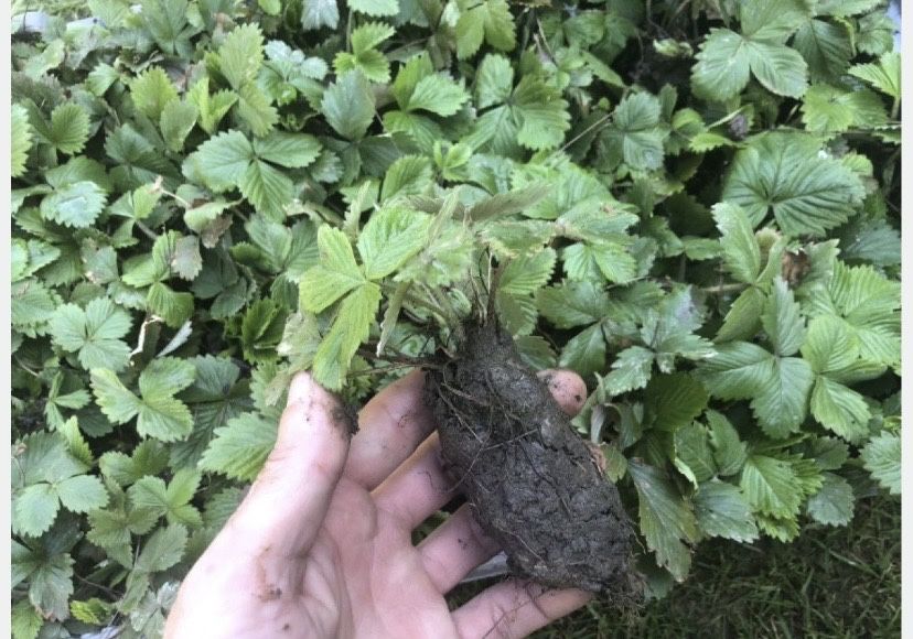 Poziomki sadzonki 30 sztuk