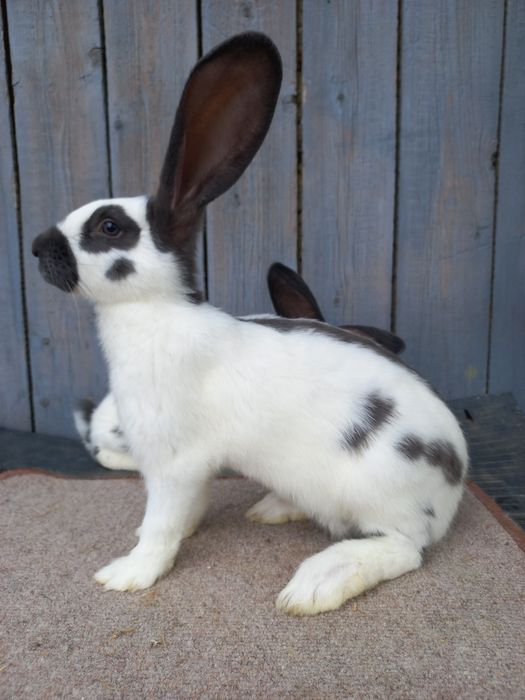 Німецький строкач