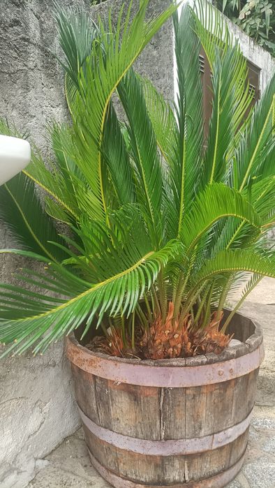 Planta Fiteiro e planta Sika